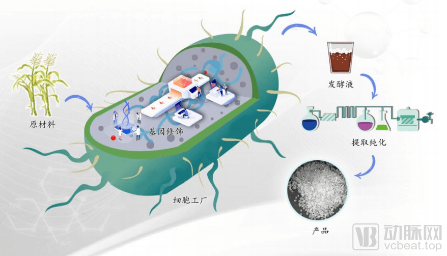 合成生物學新前沿 高效細胞微工廠的藍圖與合成材料制造革命